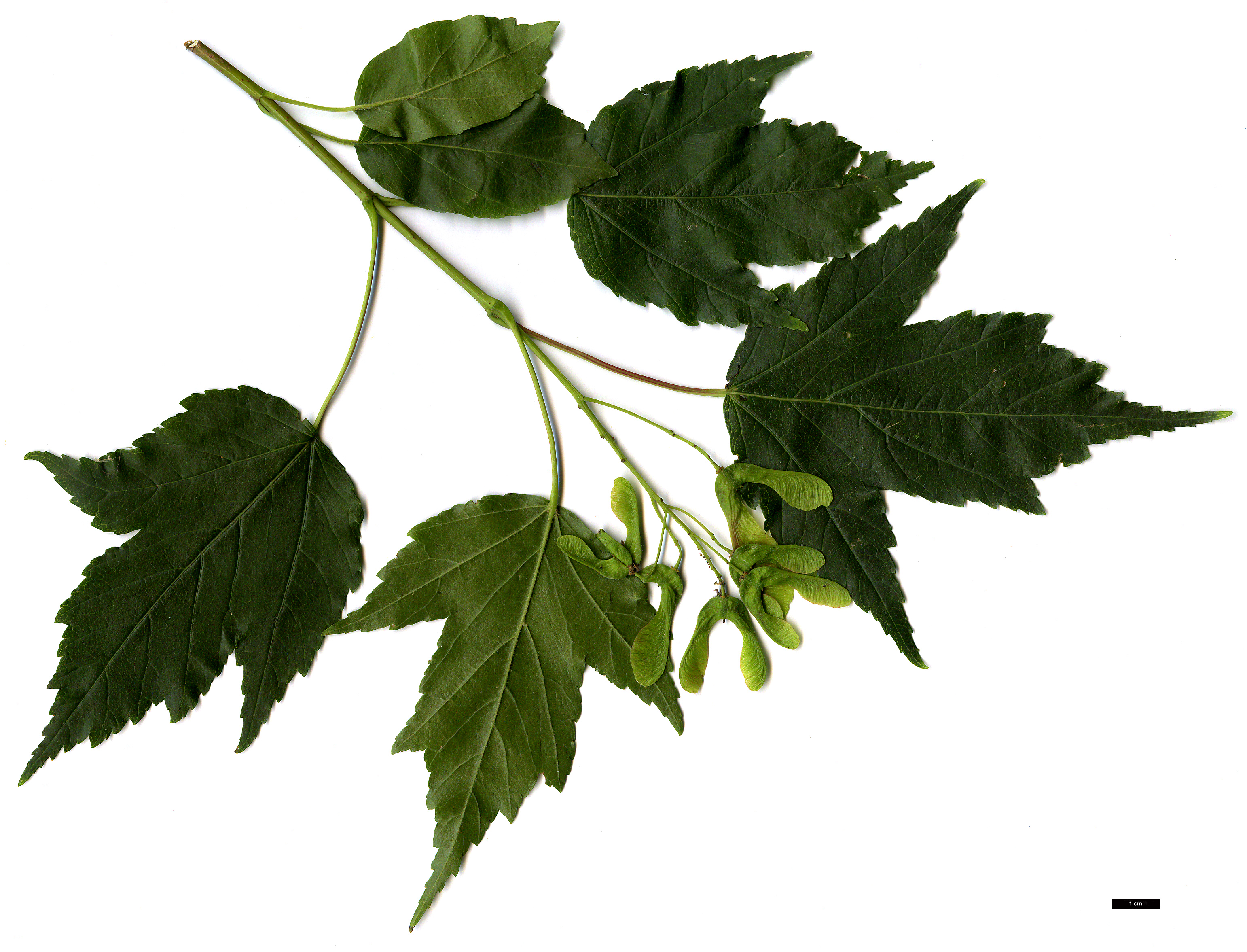 High resolution image: Family: Sapindaceae - Genus: Acer - Taxon: tataricum - SpeciesSub: subsp. ginnala
